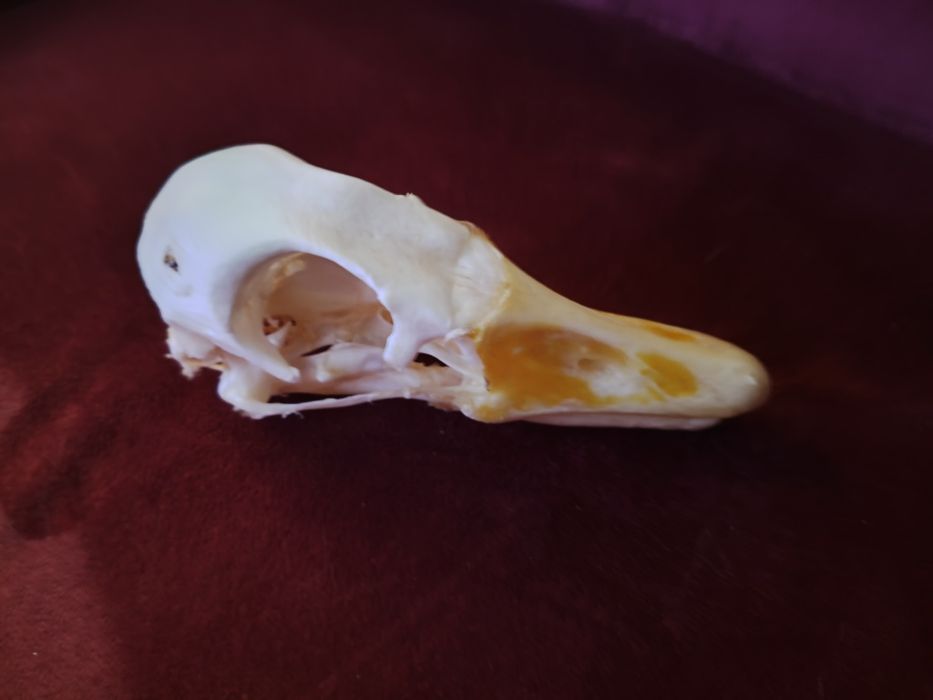 Taxidermy Czaszka Gęsi