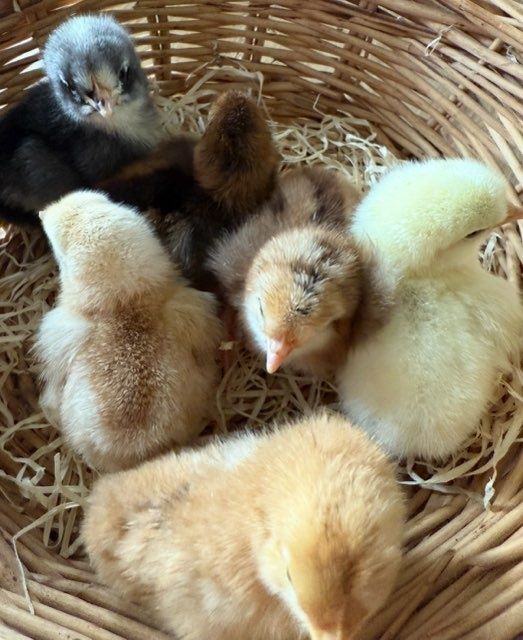 Pisklęta mix na kolorowe jajka