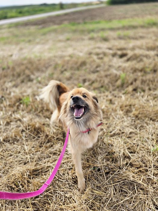 Bouli przepiękny energiczny piesek