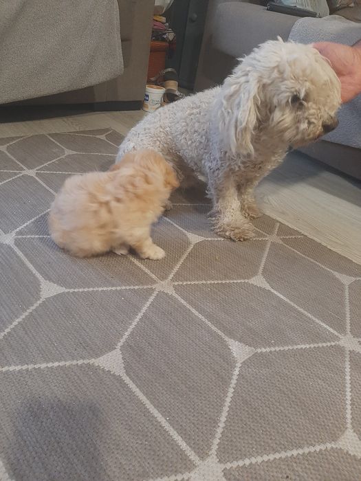 Cachorro beje 2 meses