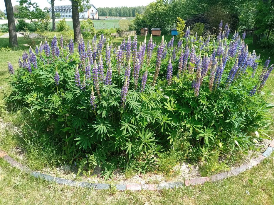 Piękna działka siedliskowa