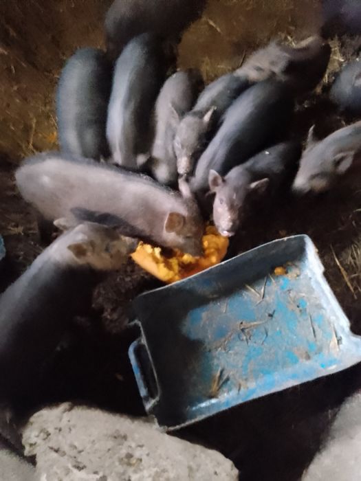 Продам.різного віку поросята.