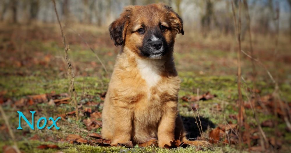 Szczeniaki do adopcji