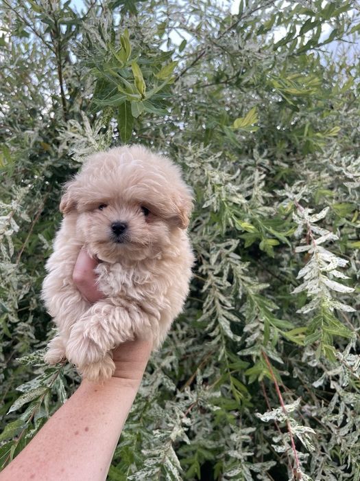 Міні хлопчик Мальтіпу