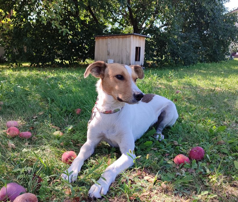 Потрібна родина для собаки