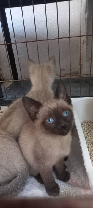 Bebés aos molhinhos