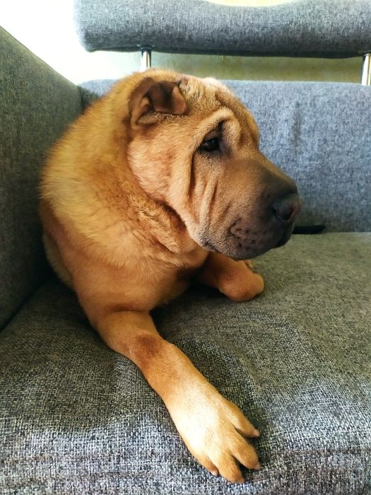 Вязка.  Шарпей-красавчик