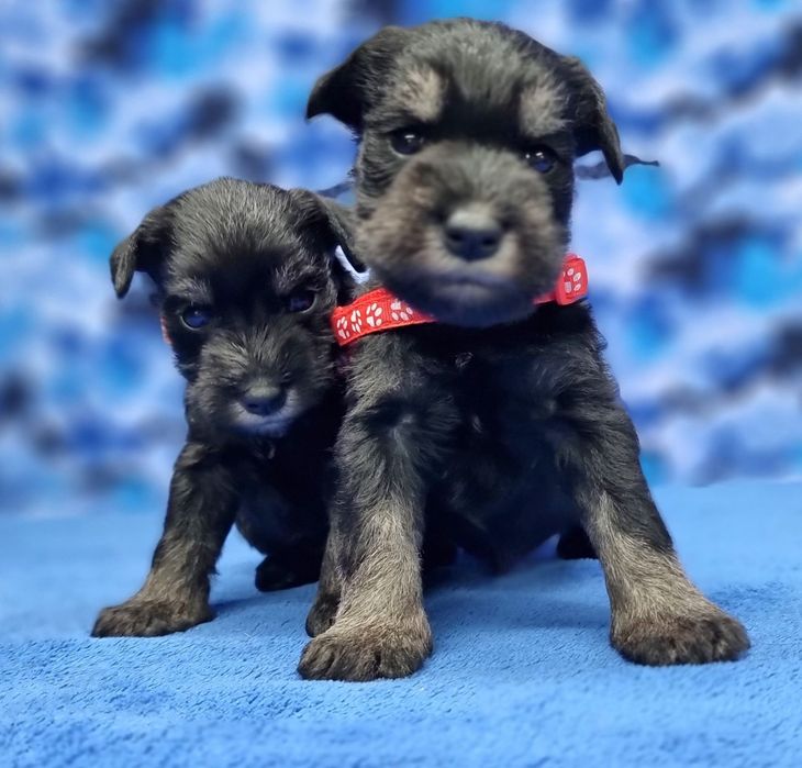 Цуценята цвергшнауцера