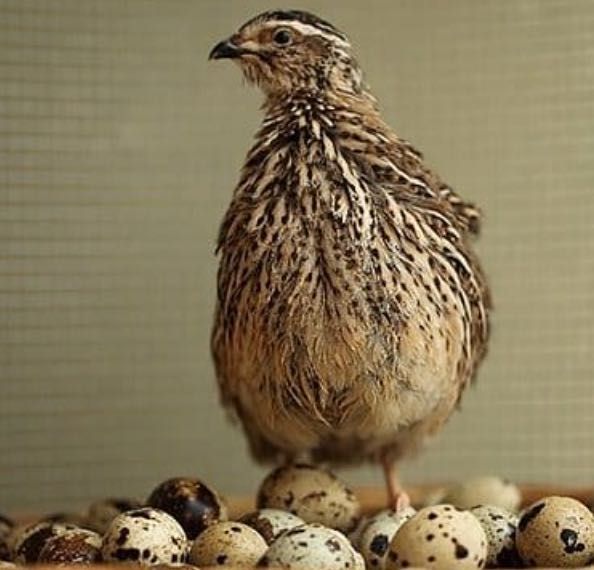 Sprzedam przepiórki