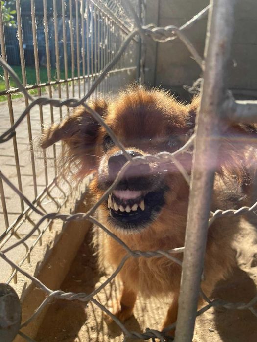 Misio - raz aniołek raz diabełek