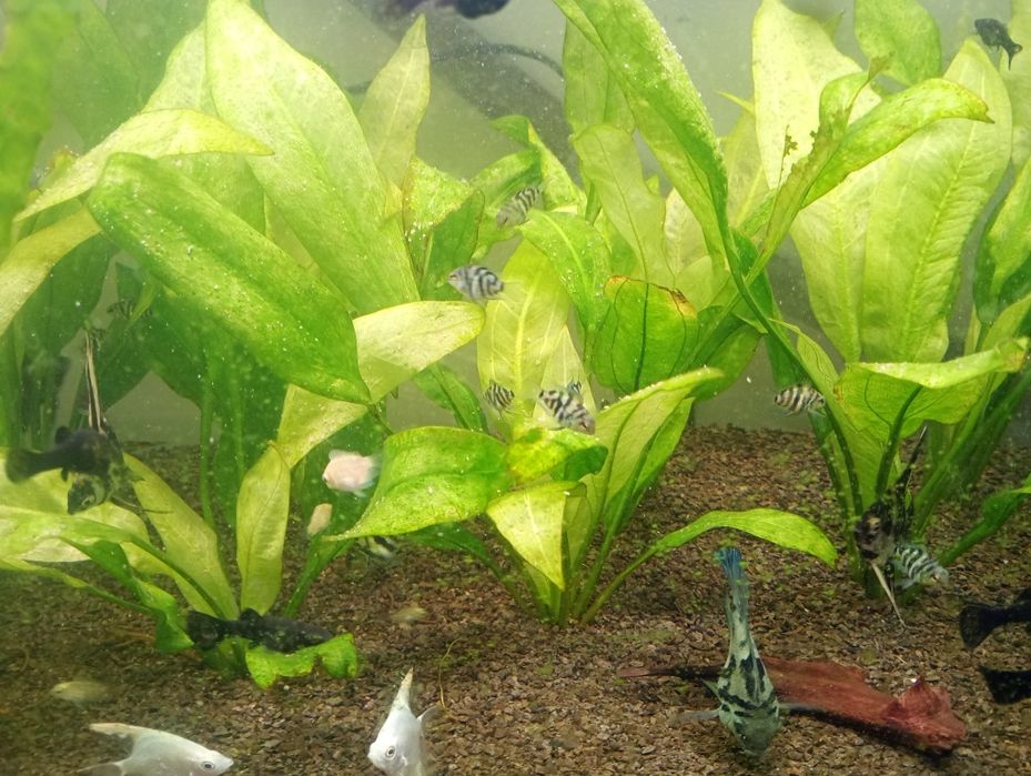 Pielęgnica papudzia blue tiger