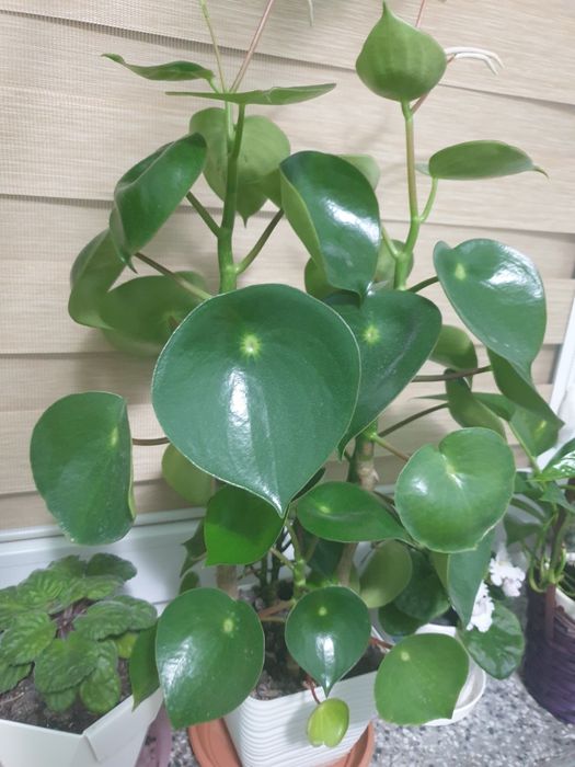 Peperomia Pilea wysoka...