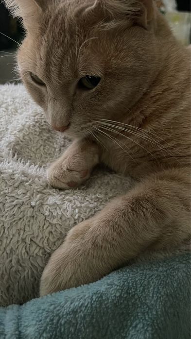 Gata para adopção responsável