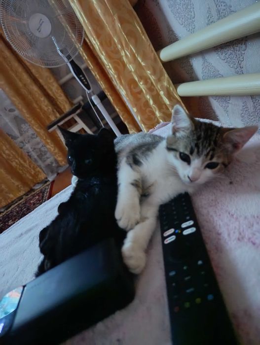 Отдаю даром хороших котят