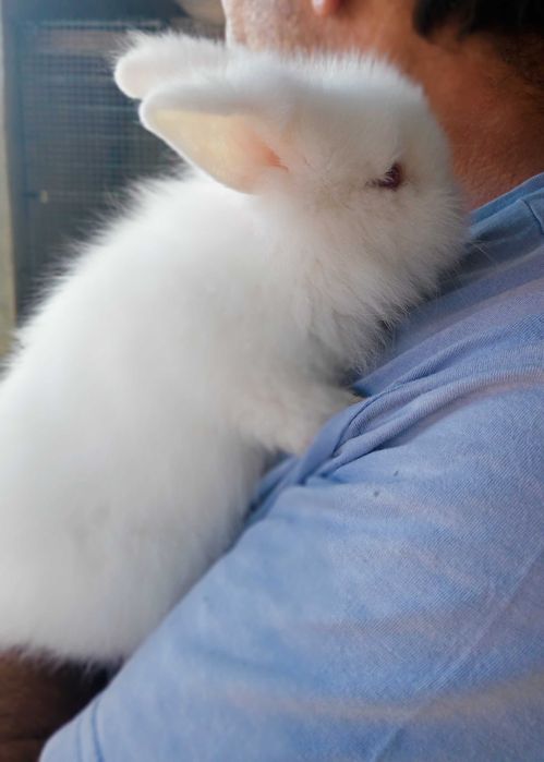 Coelhinhas Mini Lop