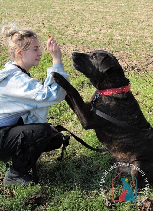 Roni 187/19 - SZUKA DOMU!