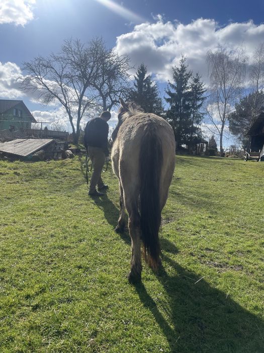 Klacz konika polskiego