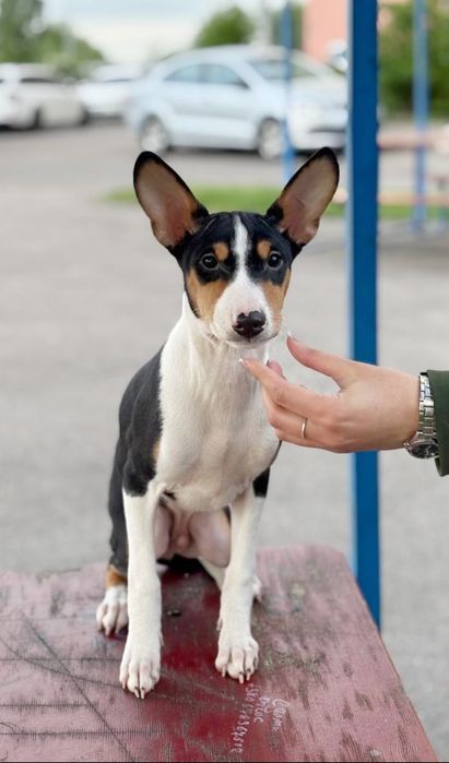 Щенки басенджи шоу класса