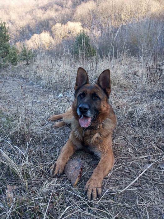 Німецька вівчарка.