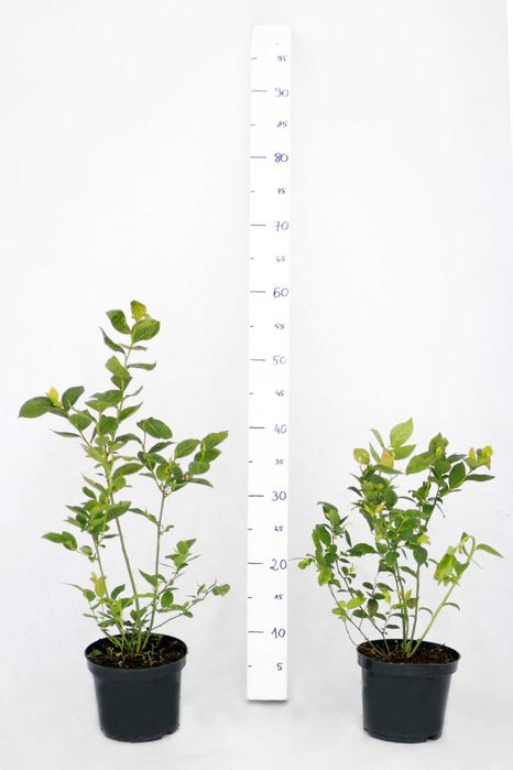 Sadzonki borówki amerykańskiej C1,5 | DRAPER CALYPSO | certyfikat CAC