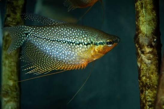 Gourami Pérola - Troco ou vendo