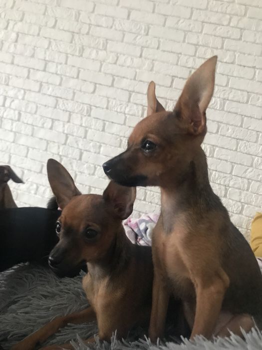 Щенки той терьера