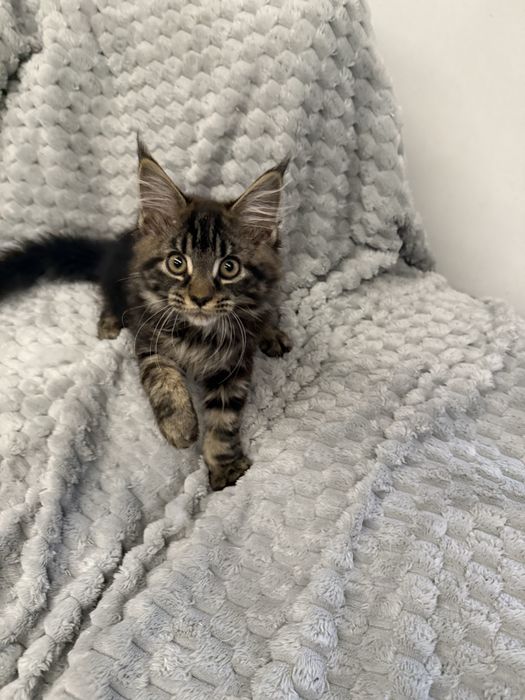 Kotka Fibi przepiekna Maine Coon