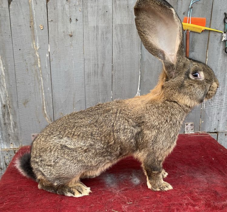 Кролик бельгійський велетень