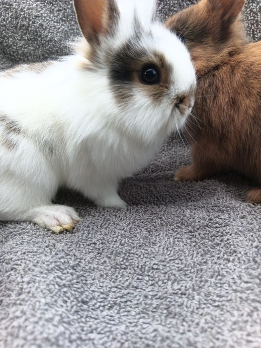 Króliki miniaturki. Karzełki Mini.