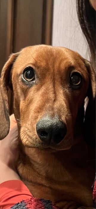 Такса кобель для вязки