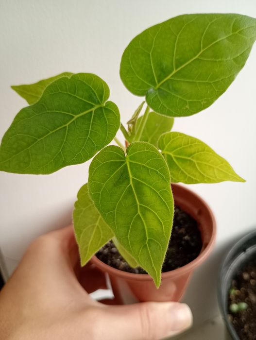 Інжир, гранат пепіно екзотичні рослини