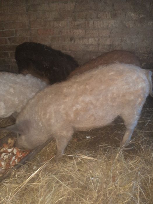 продам поросят 4.5 месяца