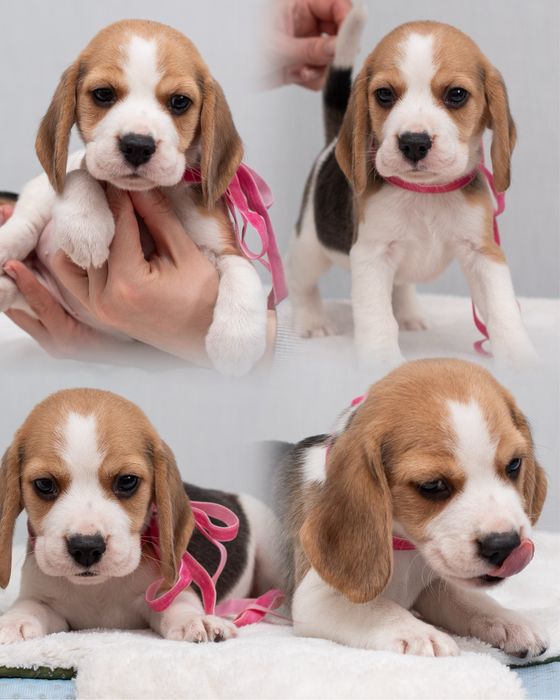 Цуценята бігля - 2 місяці