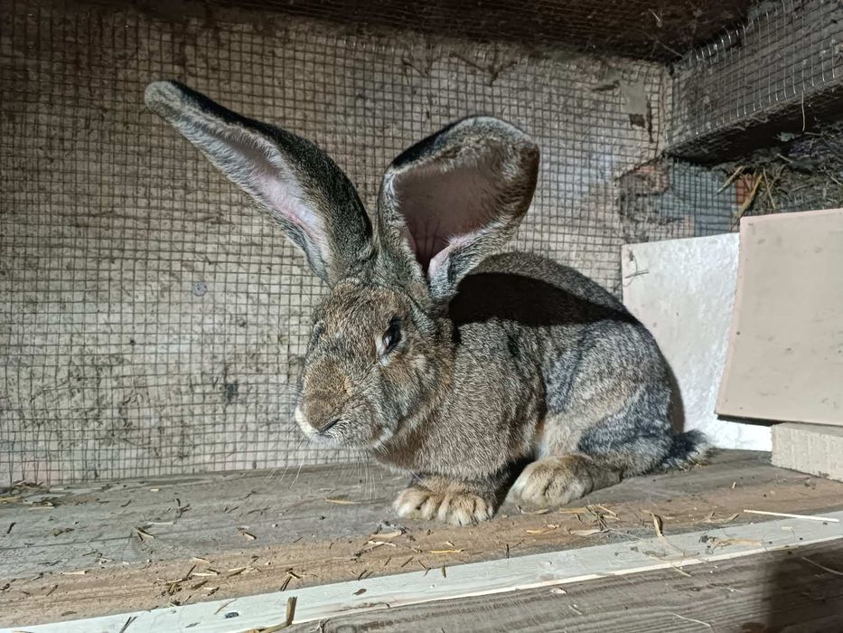 кролі Бельгійський велетень