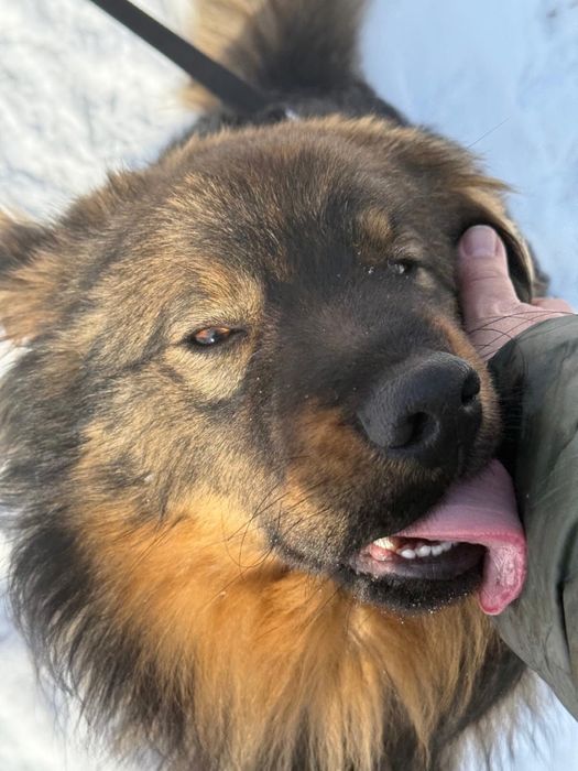 Mushu - puchaty piesek szuka domu