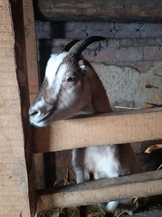 Продам козу,за другим окотом