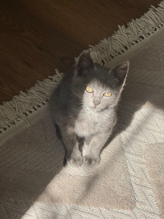 Любляче  кошеня у найкращу родину