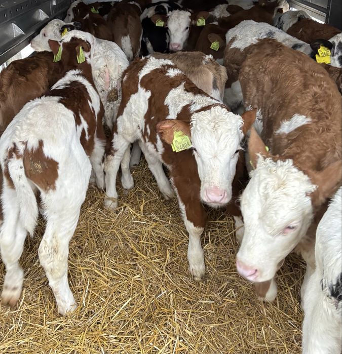 Sprzedam simy byczki