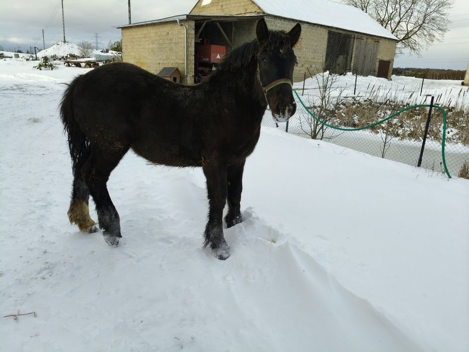 Klaczka klacz źrebak