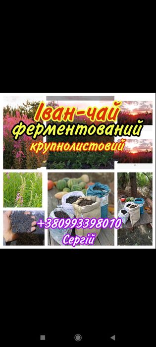 Іван чай ,Копорський чай ,Иван - чай саженцы