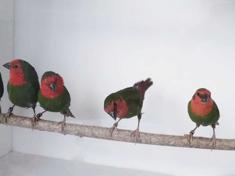 Papuziki czerwonolice