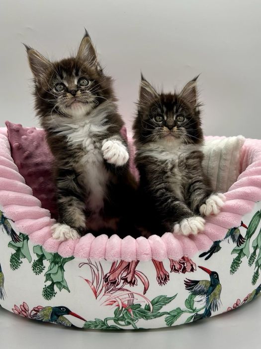 Мейн кун девченки