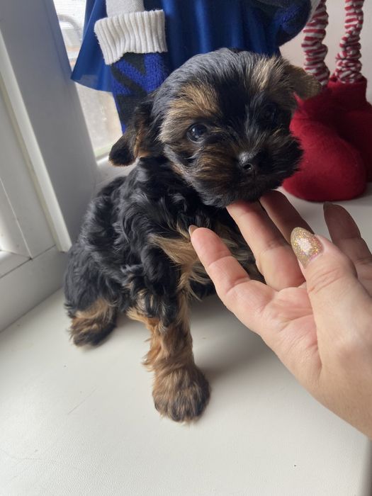 Хлопчик, гарнюній йорчик