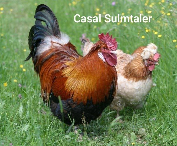 Ovos e pintos , Malines e Sulmtaler