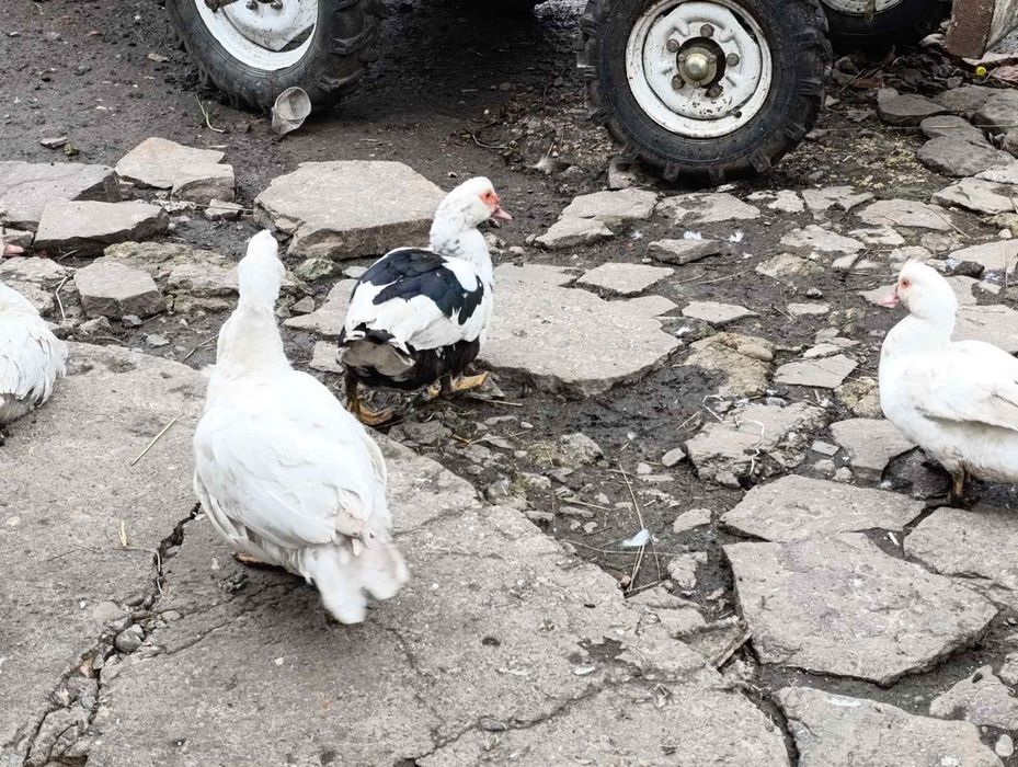 Качки шипуни на розведення.