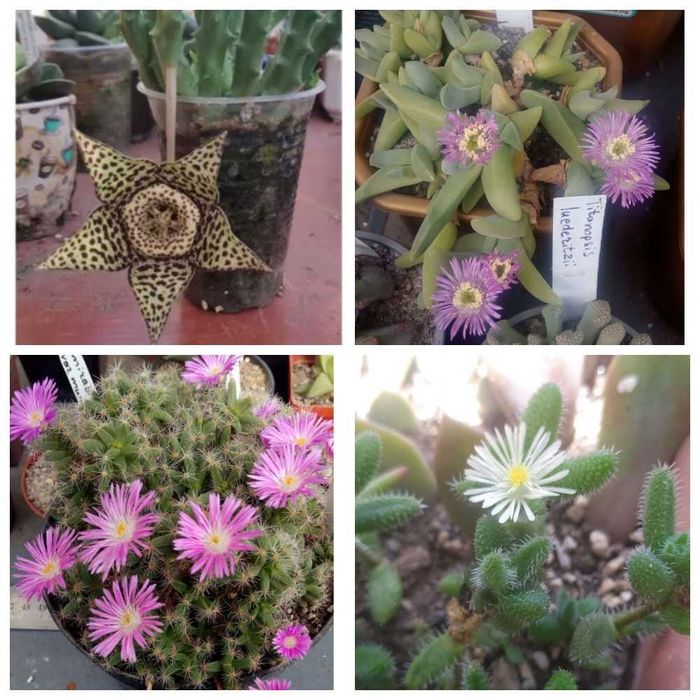 Продам излишки коллекции суккулентов
