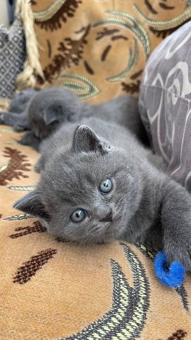 Связка Котов вязка
