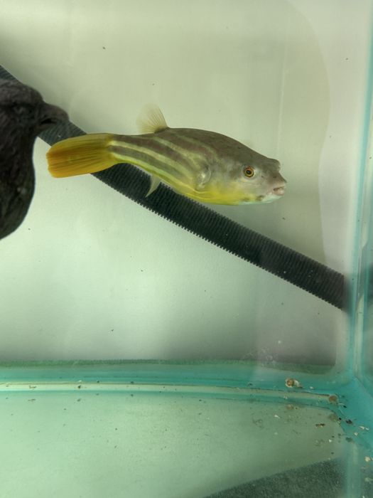 Продам тетрадона Фахака (Tetraodon fahaka), 20 см