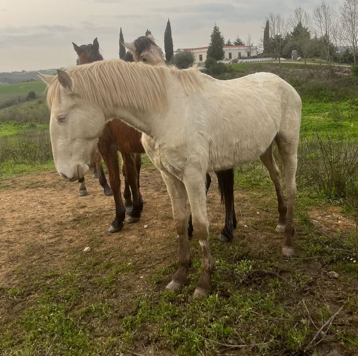 Vendo cavalos Lusitanos, éguas, poldros, poldras (Ler descrição)