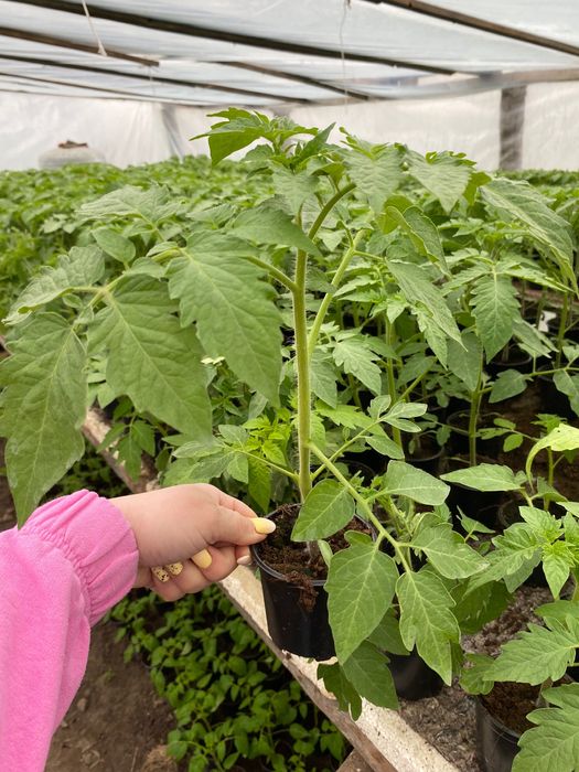 Sadzonki rozsada pomidory ogórki papryka